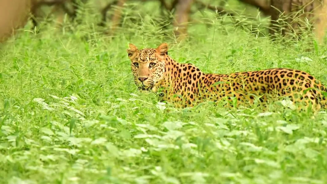 Kumbhalgarh-1