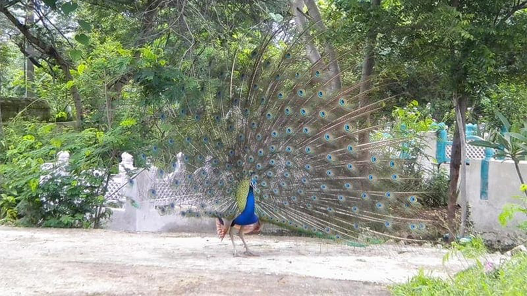 Kumbhalgarh-3