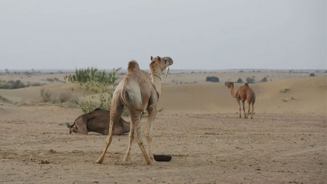 jaisalmer-camel